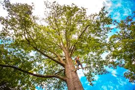 Reliable Kirksville, MO Tree Care Services Solutions